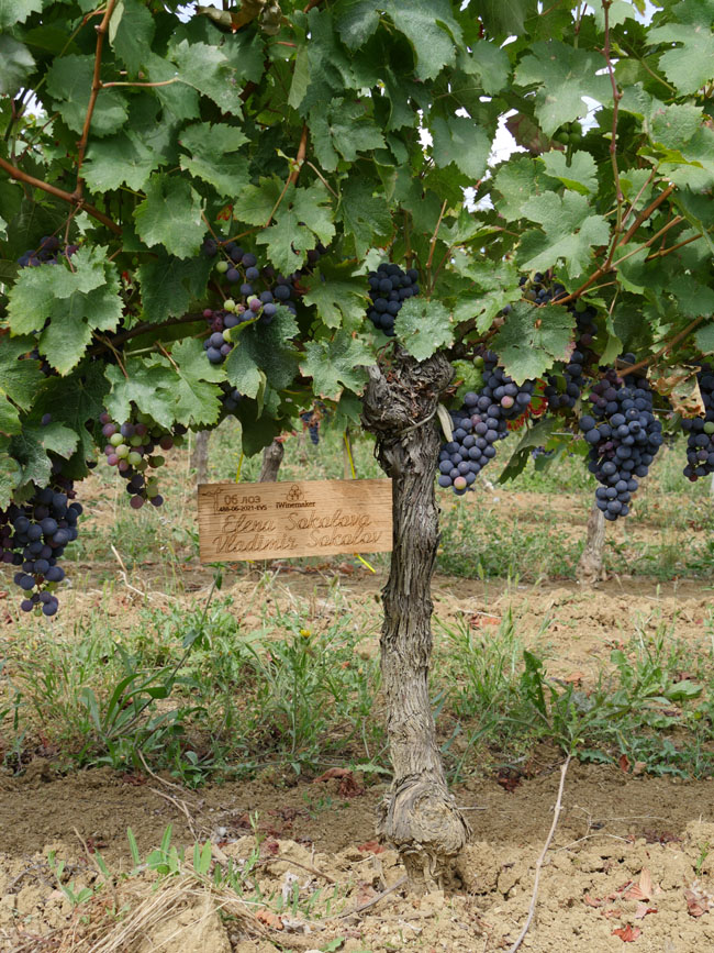 Виноградник на урожай